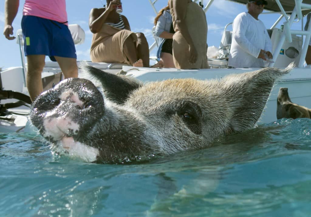 Why are there swimming pigs in the Exumas, Bahamas??? | TRAVELS WITH TAM