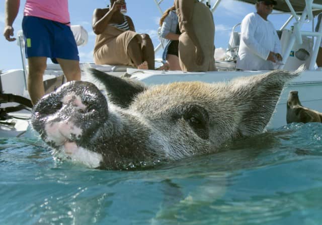 swimming pigs, exuma water sports, pigs, water sports