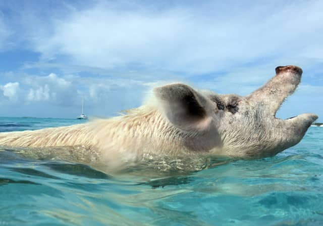 swimming pigs, exuma water sports, pigs, water sports