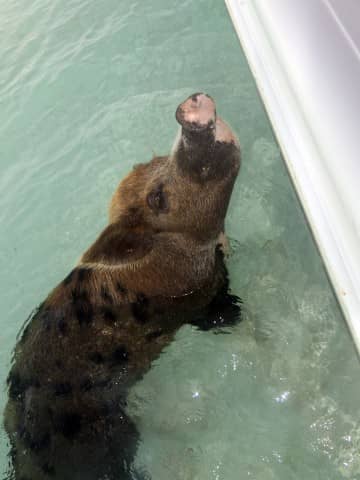swimming pigs, exuma water sports, pigs, water sports