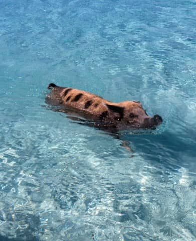 swimming pigs, exuma water sports, pigs, water sports