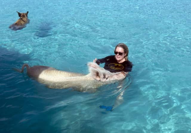swimming pigs, exuma water sports, pigs, water sports