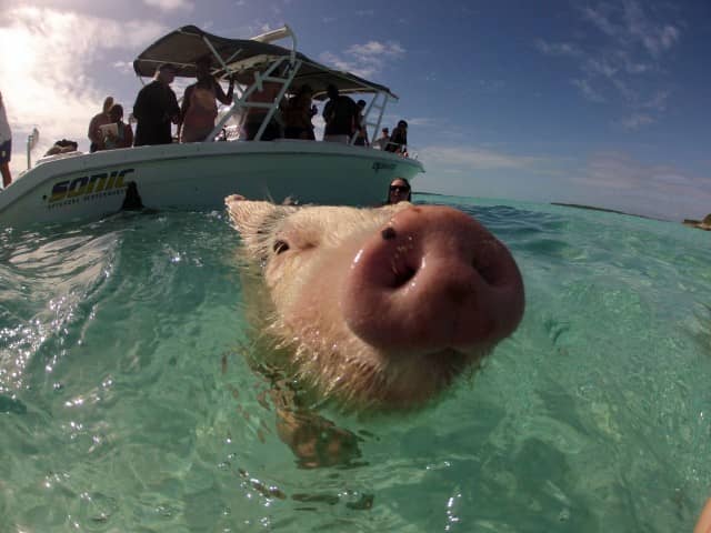 swimming pigs, exuma water sports, pigs, water sports