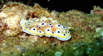Last 2 dives: Boonsung Wreck, Similan Islands!
