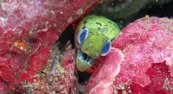 Fab Photo Friday Featuring EELS!