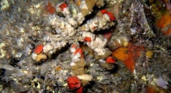 Diving Myanmar: Western Rocky!