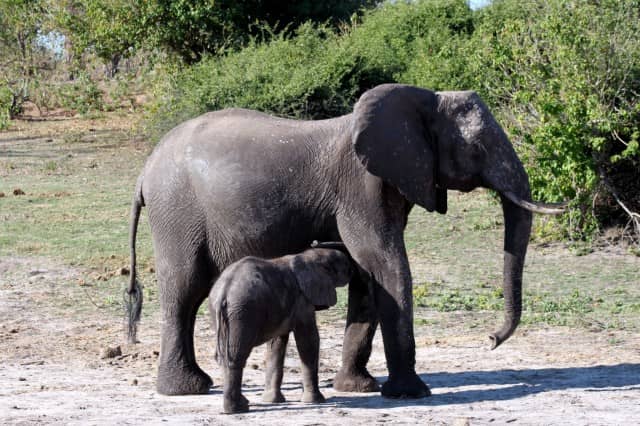african safari animals, big 5, big 5 african safari animals, lion, leopard, rhino, elephant, cape buffalo