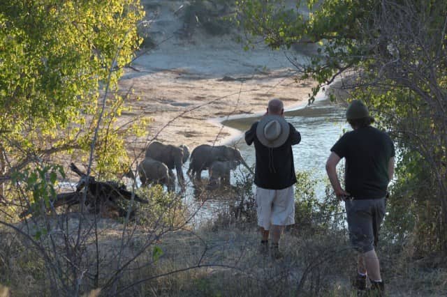 african safari animals, big 5, big 5 african safari animals, lion, leopard, rhino, elephant, cape buffalo
