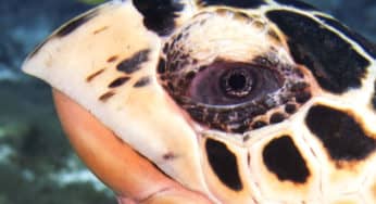 Diving Cozumel: Dive Day 2