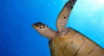 Fab Photos Friday: An Awesome 4th Dive Day in Cozumel!