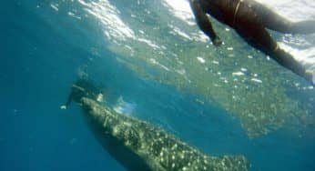 Mantas, Whale Sharks, and the Marine Megafauna Foundation