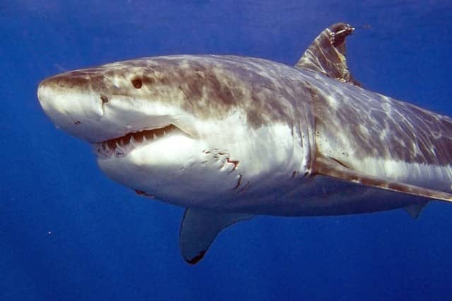 great white shark diving, great white shark, diving, guadalupe