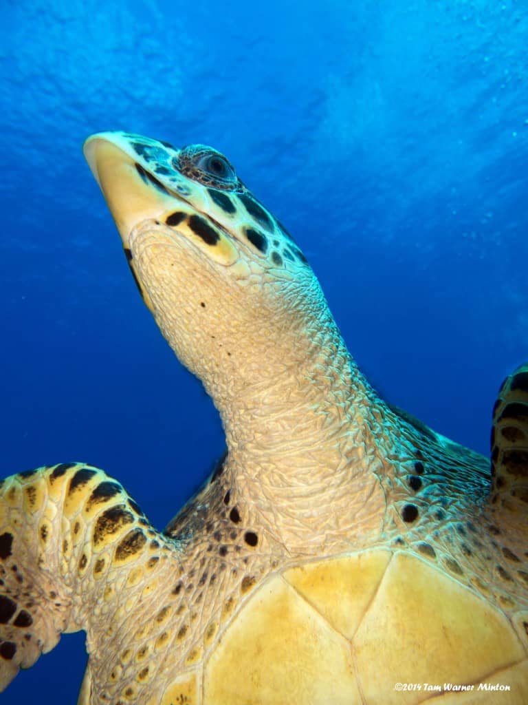 beautiful hawksbill