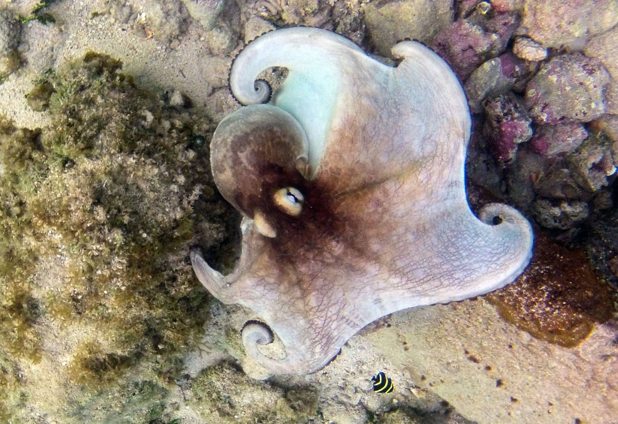 caribbean pygmy octopus