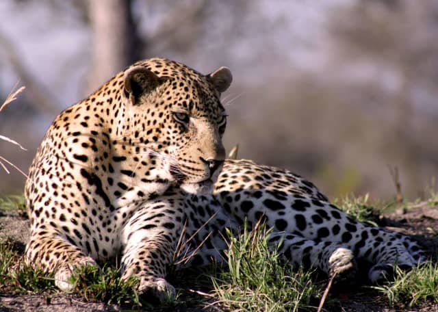 no planet b, planet B, ocean conservancy, big cats, manatees, rhino