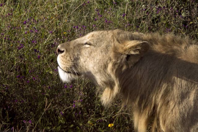 african safari animals, big 5, big 5 african safari animals, lion, leopard, rhino, elephant, cape buffalo