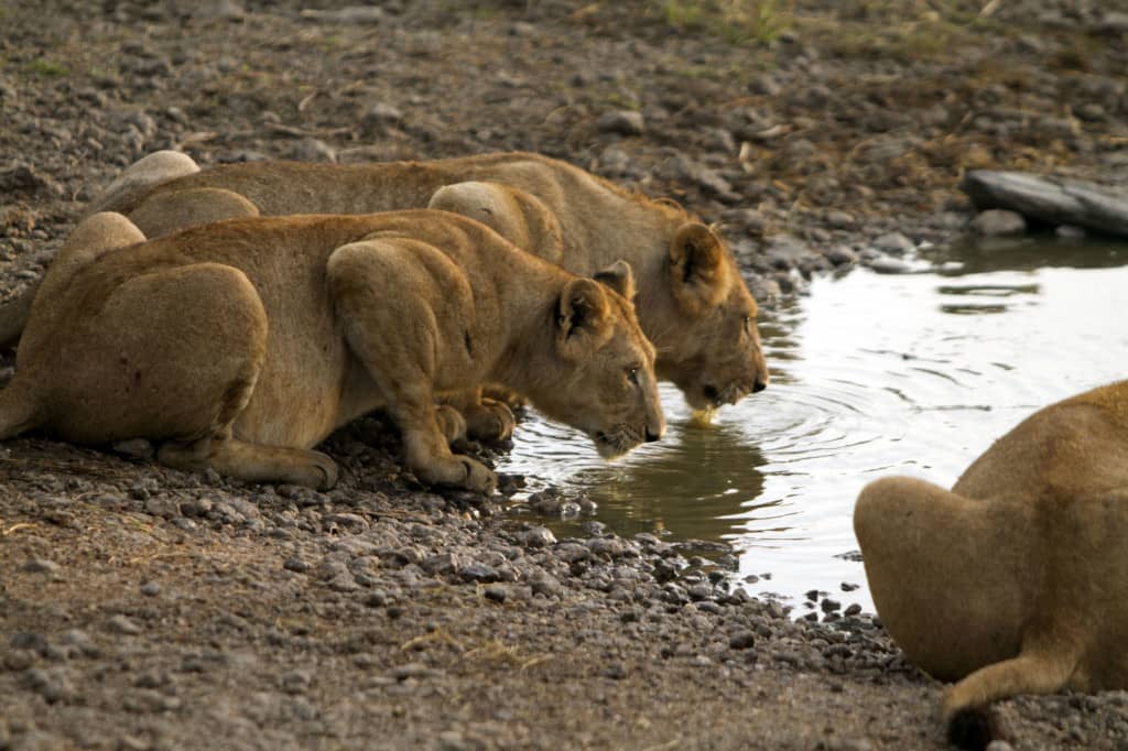 african safari animals, big 5, big 5 african safari animals, lion, leopard, rhino, elephant, cape buffalo