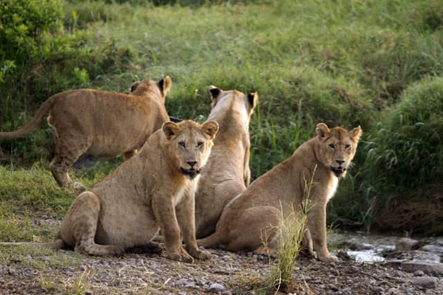african safari animals, big 5, big 5 african safari animals, lion, leopard, rhino, elephant, cape buffalo