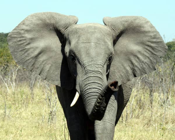 that time of year, give, megafauna, marine megafauna