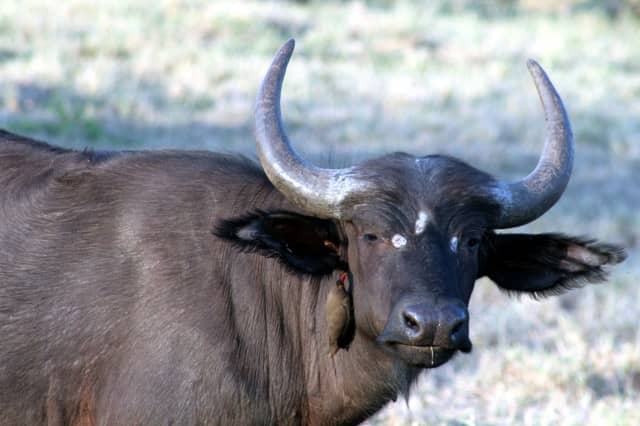 african safari animals, big 5, big 5 african safari animals, lion, leopard, rhino, elephant, cape buffalo
