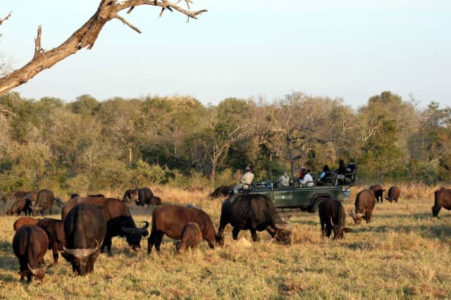 african safari animals, big 5, big 5 african safari animals, lion, leopard, rhino, elephant, cape buffalo