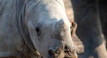 It is World Animal Day, and Extinction is Looming