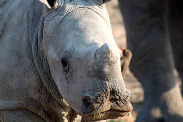 no planet b, planet B, ocean conservancy, big cats, manatees, rhino