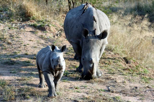 african safari animals, big 5, big 5 african safari animals, lion, leopard, rhino, elephant, cape buffalo