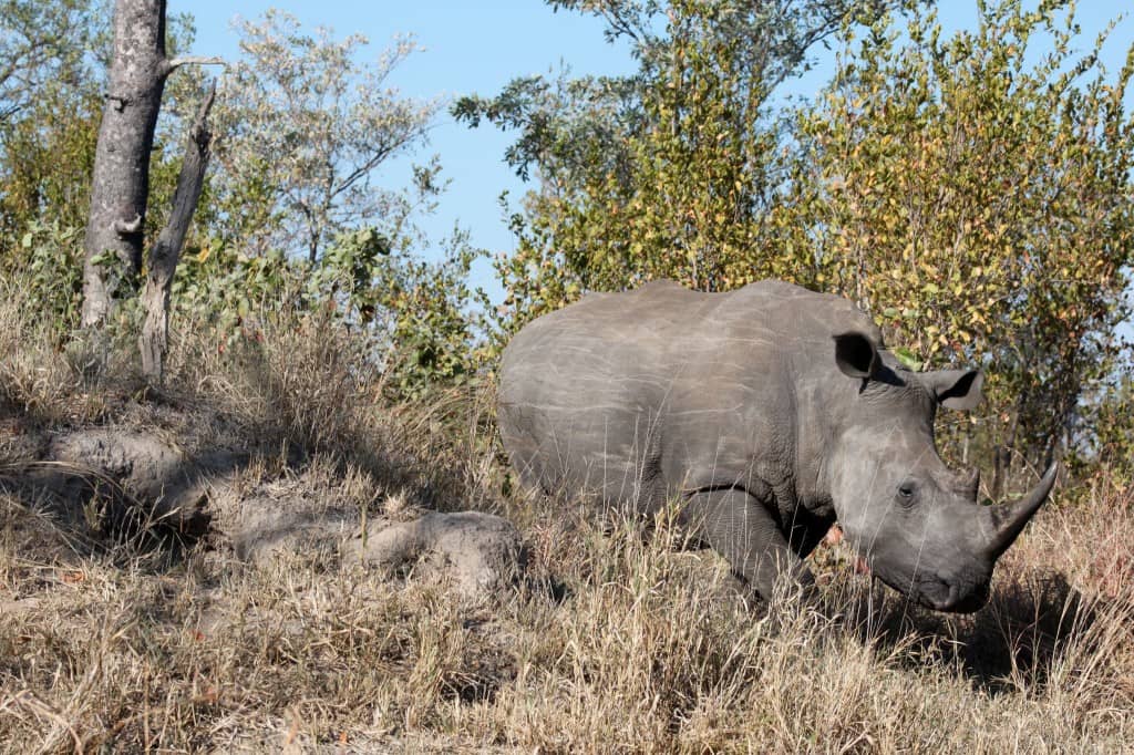 african safari animals, big 5, big 5 african safari animals, lion, leopard, rhino, elephant, cape buffalo