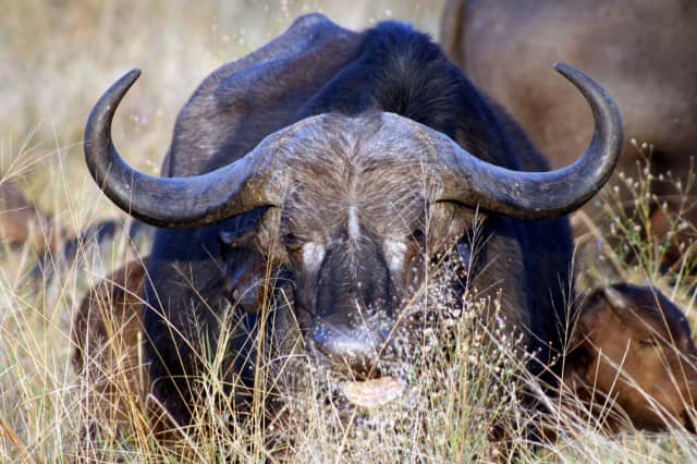 african safari animals, big 5, big 5 african safari animals, lion, leopard, rhino, elephant, cape buffalo