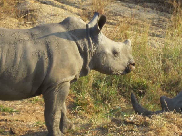 african safari animals, big 5, big 5 african safari animals, lion, leopard, rhino, elephant, cape buffalo