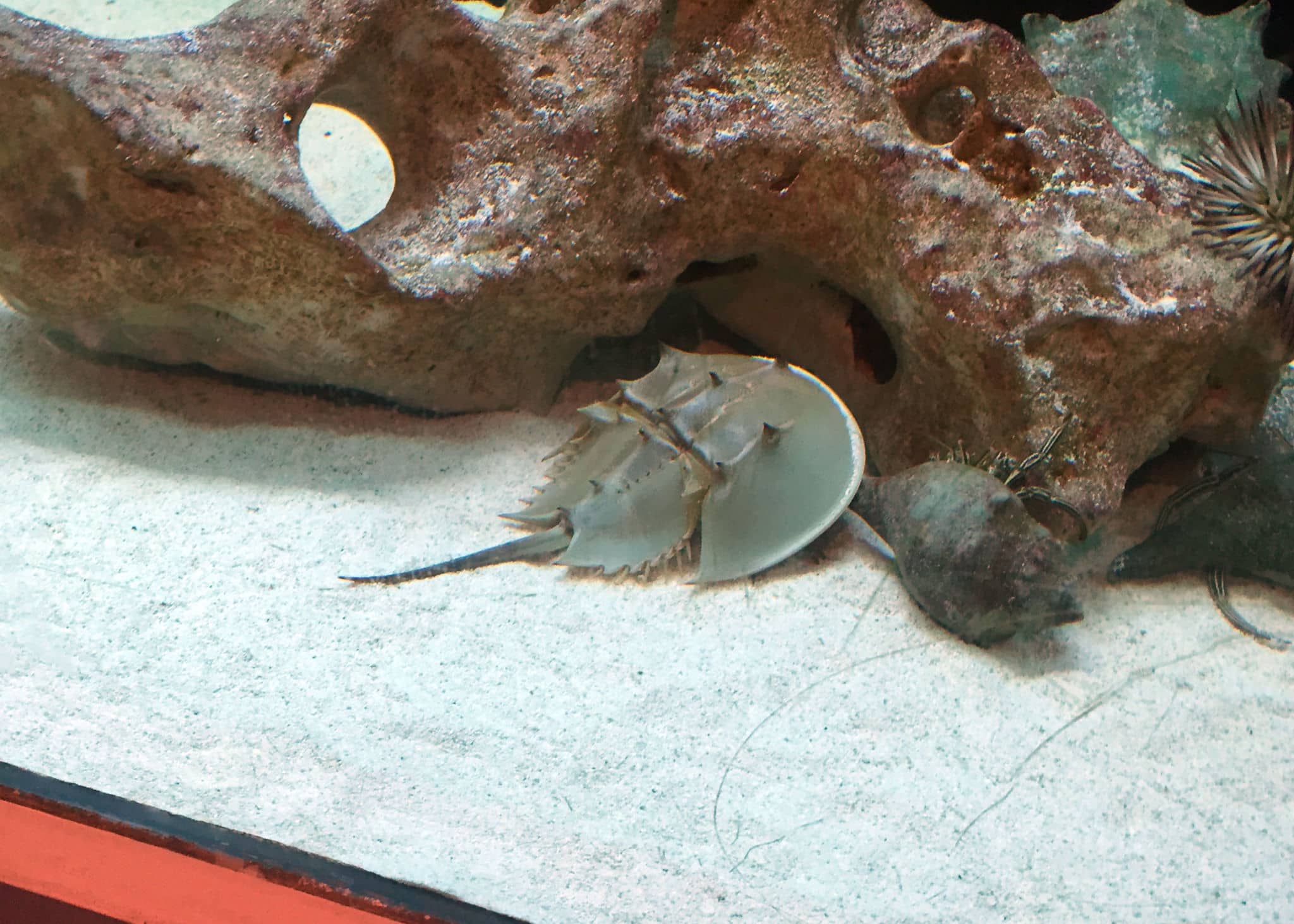 A Visit to Tybee Island's Marine Science Center TRAVELS WITH TAM