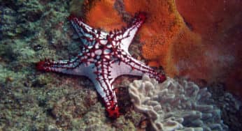 Fab Photos Friday: Starfish Creature Feature!