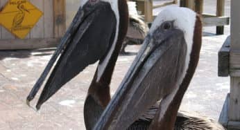 Fab Photos Friday: Beach Birds of a Feather