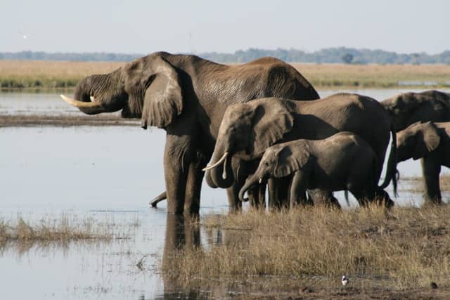 african safari animals, big 5, big 5 african safari animals, lion, leopard, rhino, elephant, cape buffalo