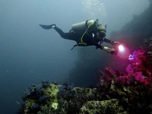 amazing underwater life, mergui archipelago, smiling seahorse