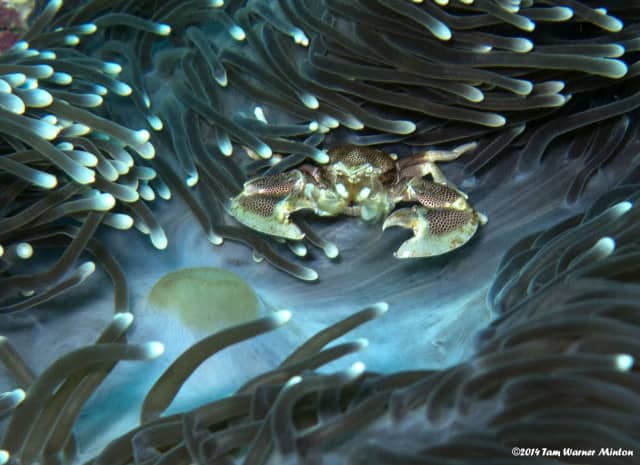 amazing underwater life, mergui archipelago, smiling seahorse
