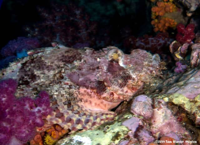 amazing underwater life, mergui archipelago, smiling seahorse