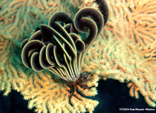 amazing underwater life, mergui archipelago, smiling seahorse