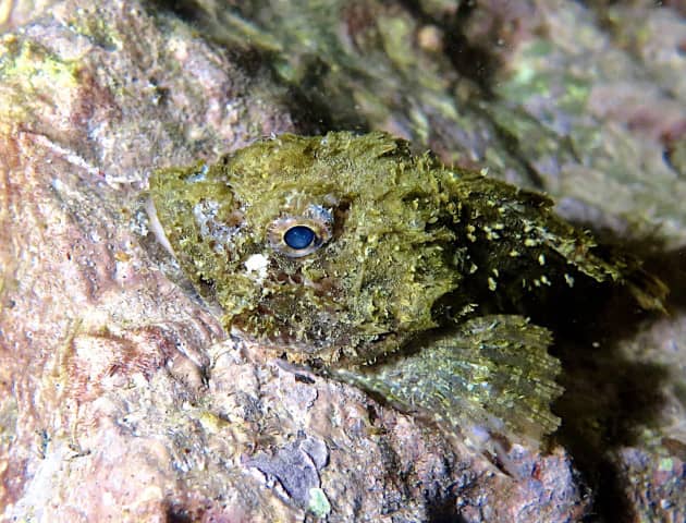 amazing underwater life, mergui archipelago, smiling seahorse