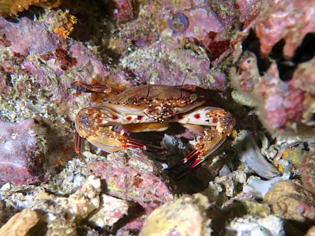 amazing underwater life, mergui archipelago, smiling seahorse