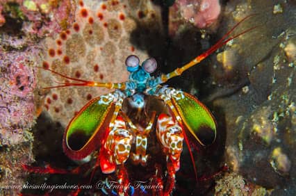 amazing underwater life, mergui archipelago, smiling seahorse