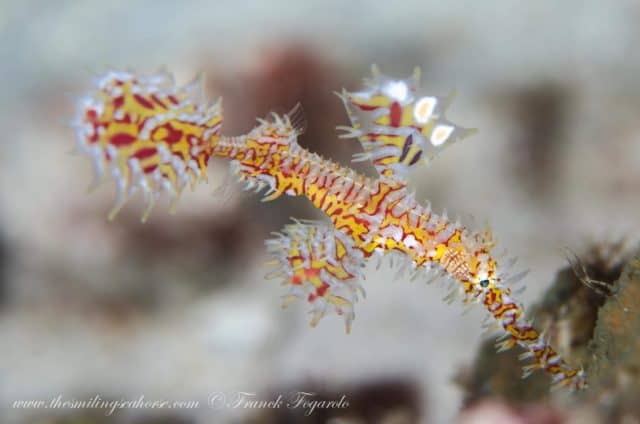 amazing underwater life, mergui archipelago, smiling seahorse