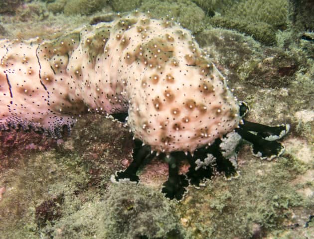 amazing underwater life, mergui archipelago, smiling seahorse