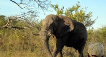 Fab Photos Friday: Elephants