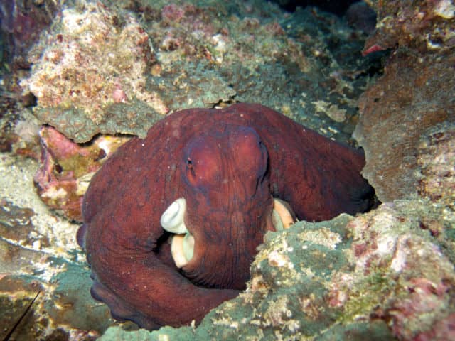 amazing underwater life, mergui archipelago, smiling seahorse