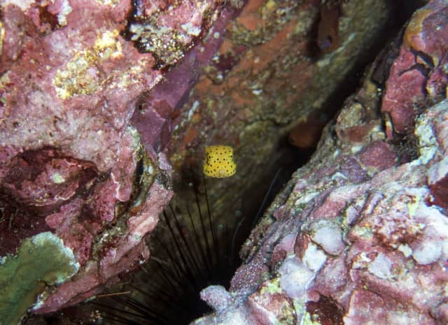 amazing underwater life, mergui archipelago, smiling seahorse