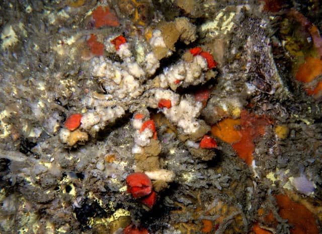 amazing underwater life, mergui archipelago, smiling seahorse