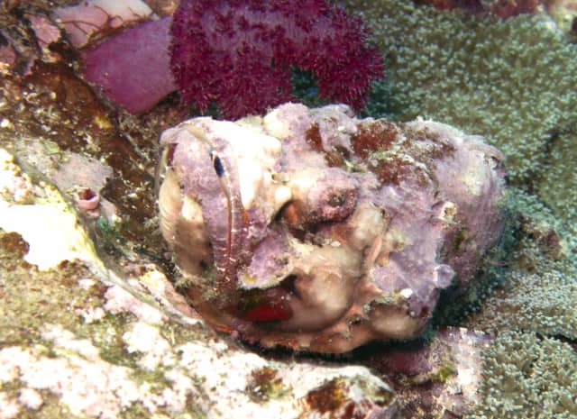 amazing underwater life, mergui archipelago, smiling seahorse