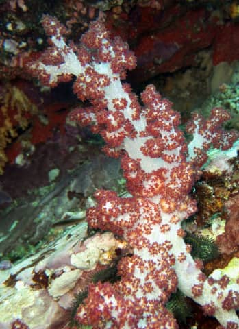 amazing underwater life, mergui archipelago, smiling seahorse